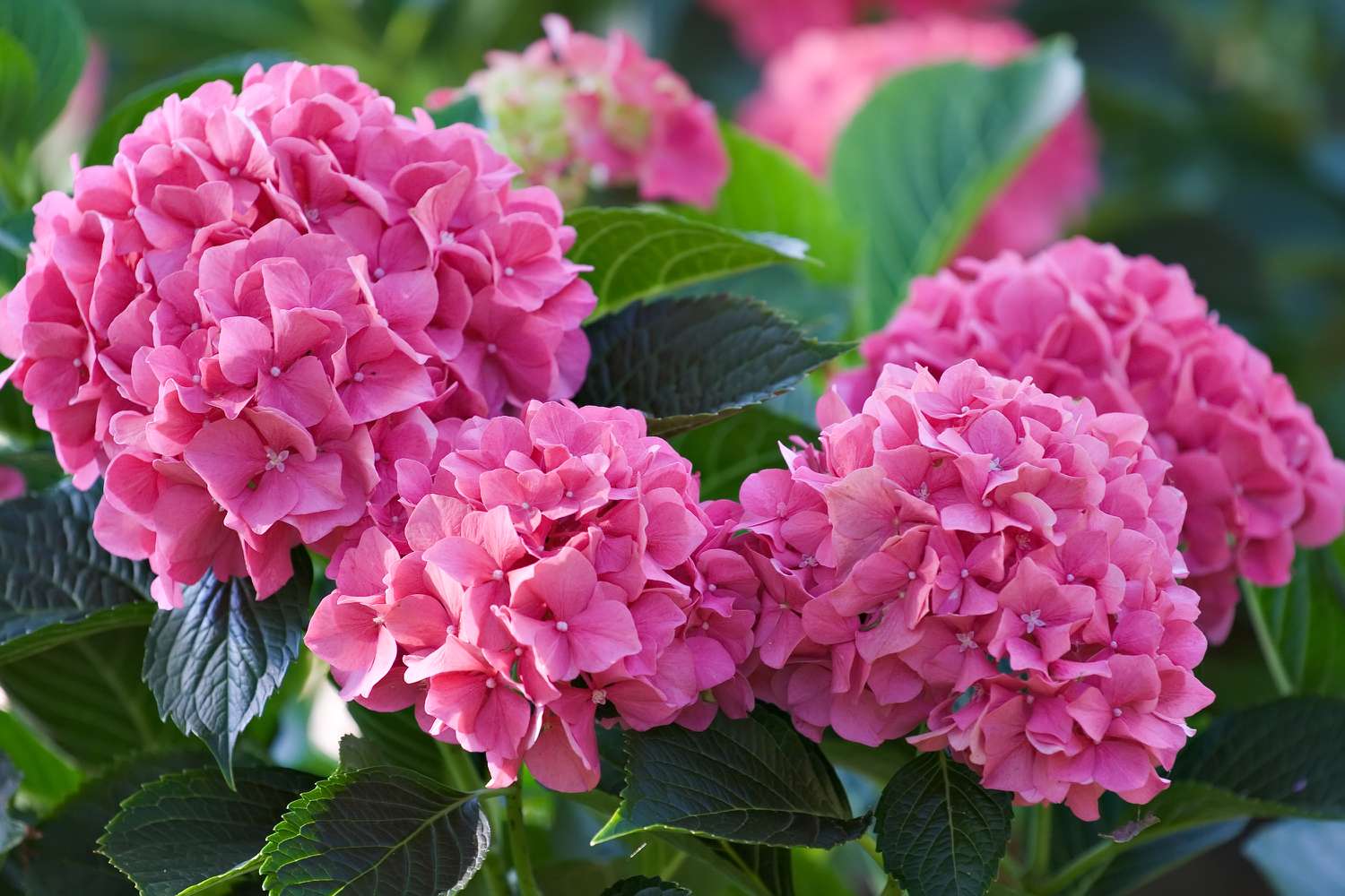 Large deep pink hydrangea blossoms