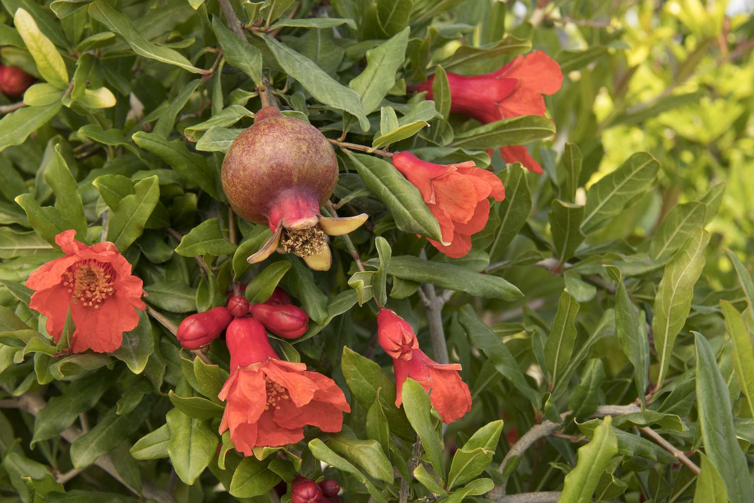 Eversweet pomegranate tree