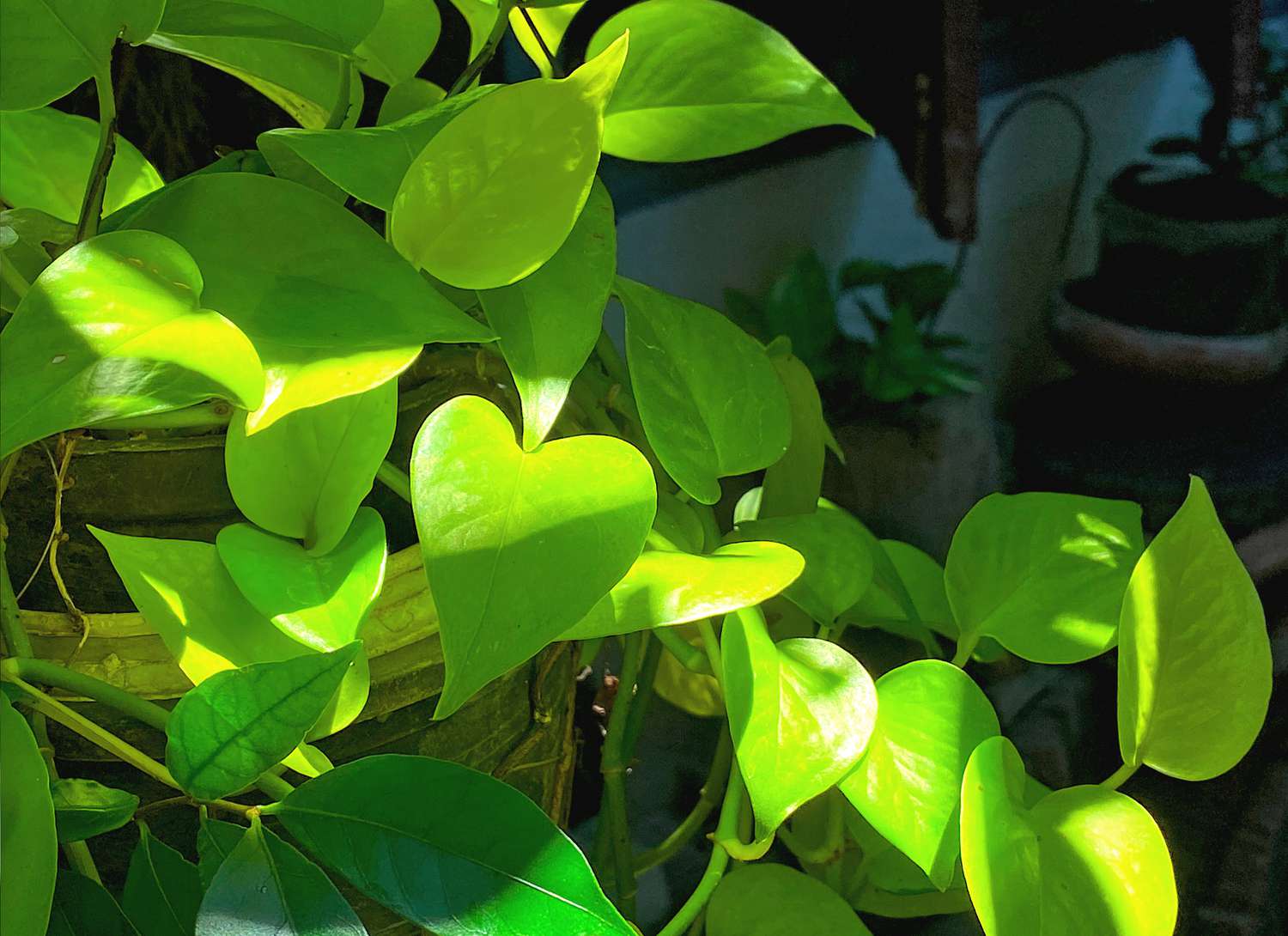 Jade variety of a pothos plant