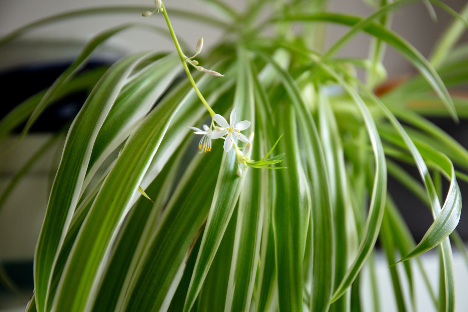 Closeup of a spider plant with a small white flower among its long arching leaves