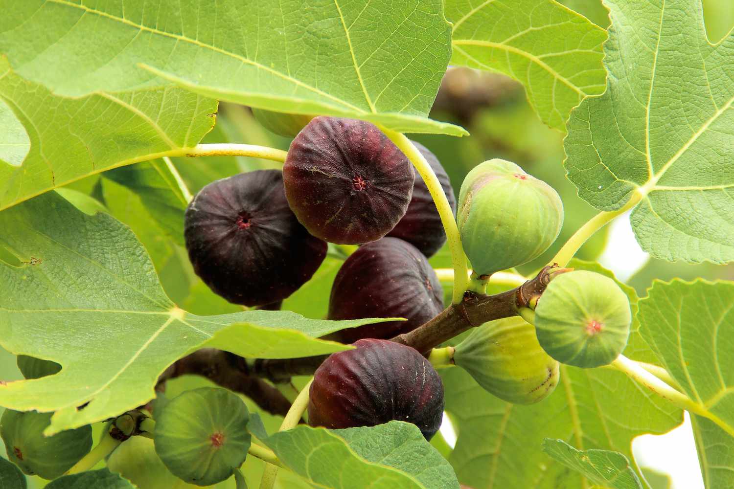 Ruby Fig Ficus