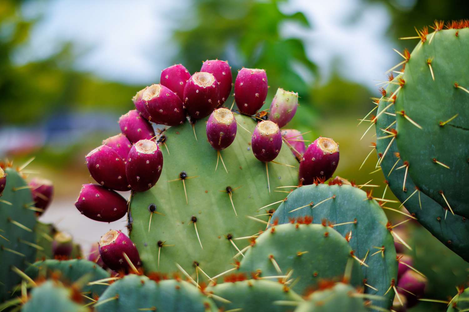 Prickly pear cactus