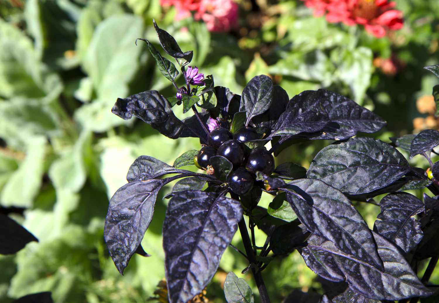 'Black Pearl' Ornamental Pepper Plant.