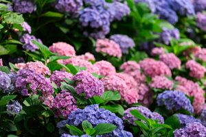 red and purple hydrangeas