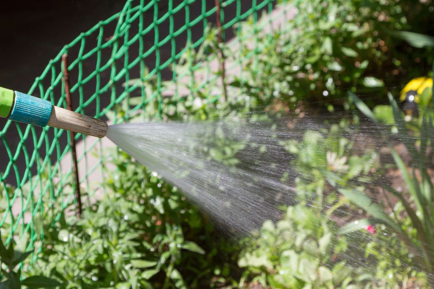 A garden hose spraying water onto plants with a fence in the background