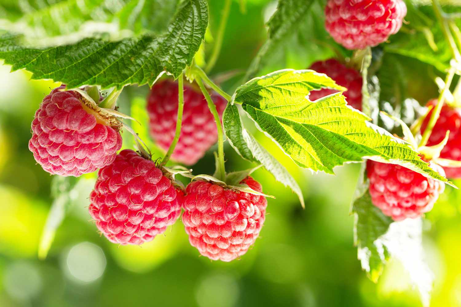Raspberries on vine