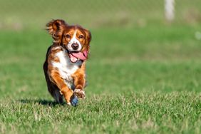 Cocker Spaniel dog running on a field of grass. 