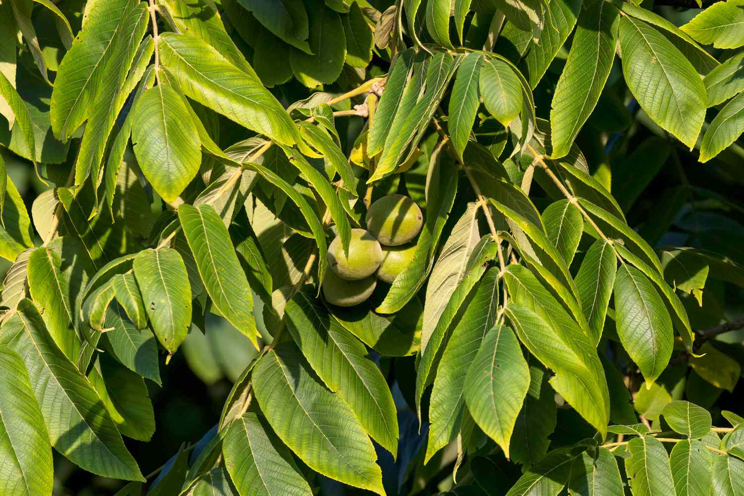 Tree with green leaves and visible butternuts
