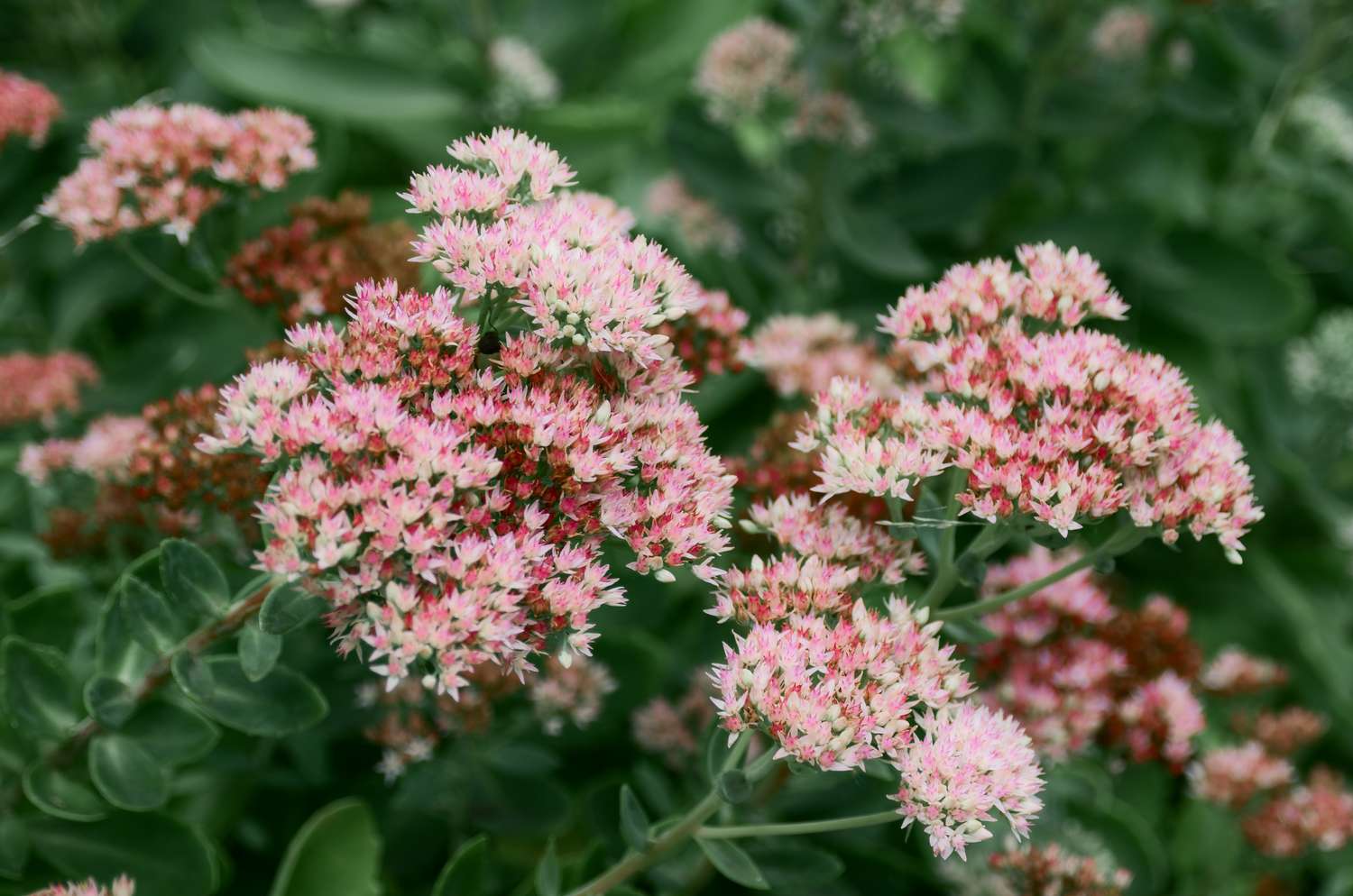 Clusters of blooming flowers with green foliage in the background