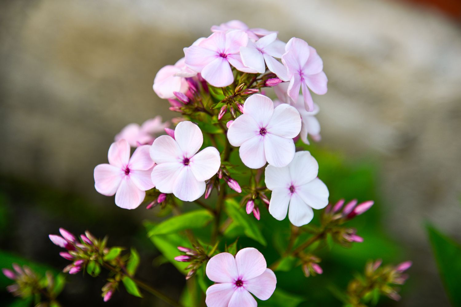Cotton Candy Phlox
