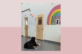 Dog looking at rainbow bridge photos