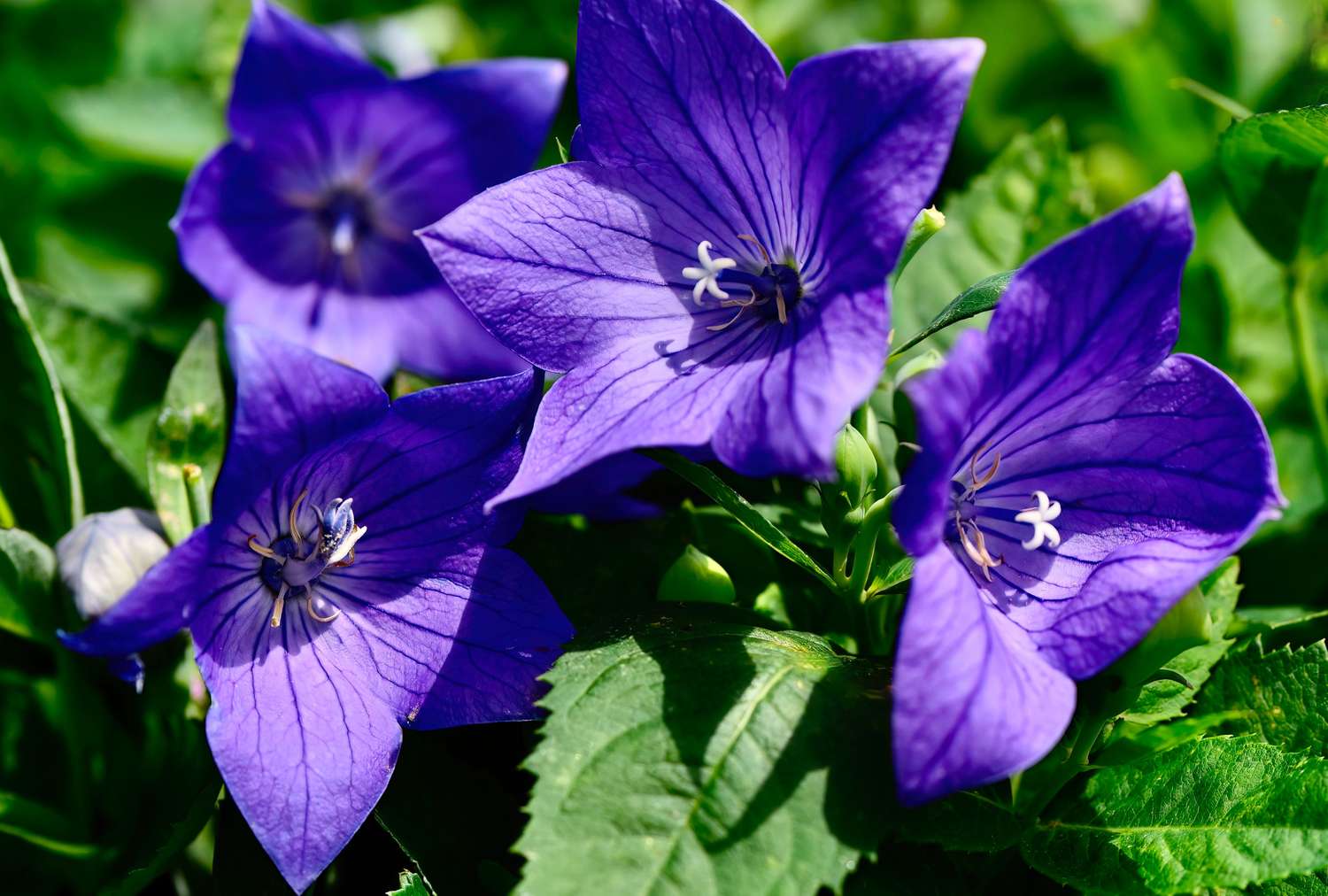 Closeup of purple flowers with green foliage