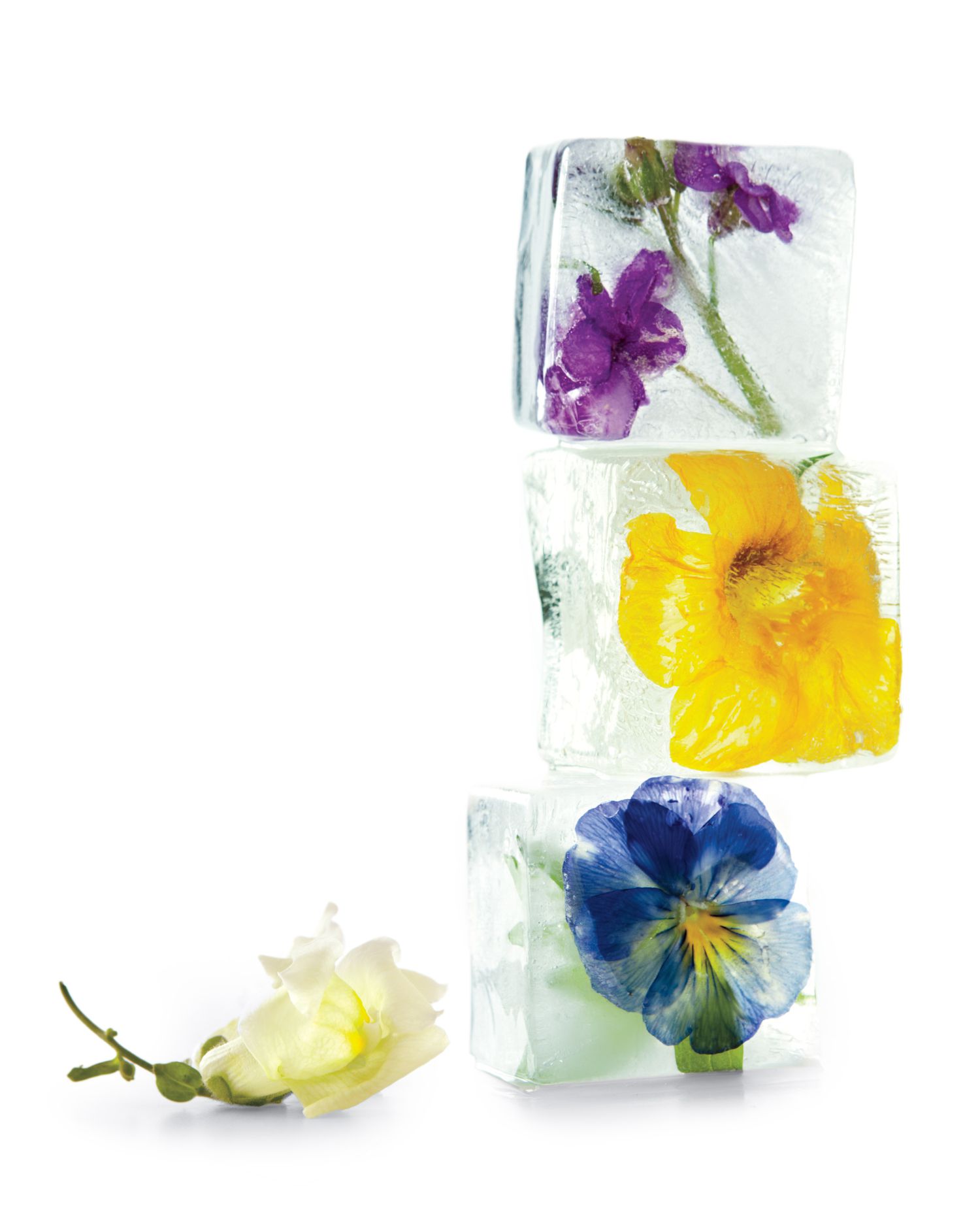 icecubes-flowers-0511mld107066.jpg