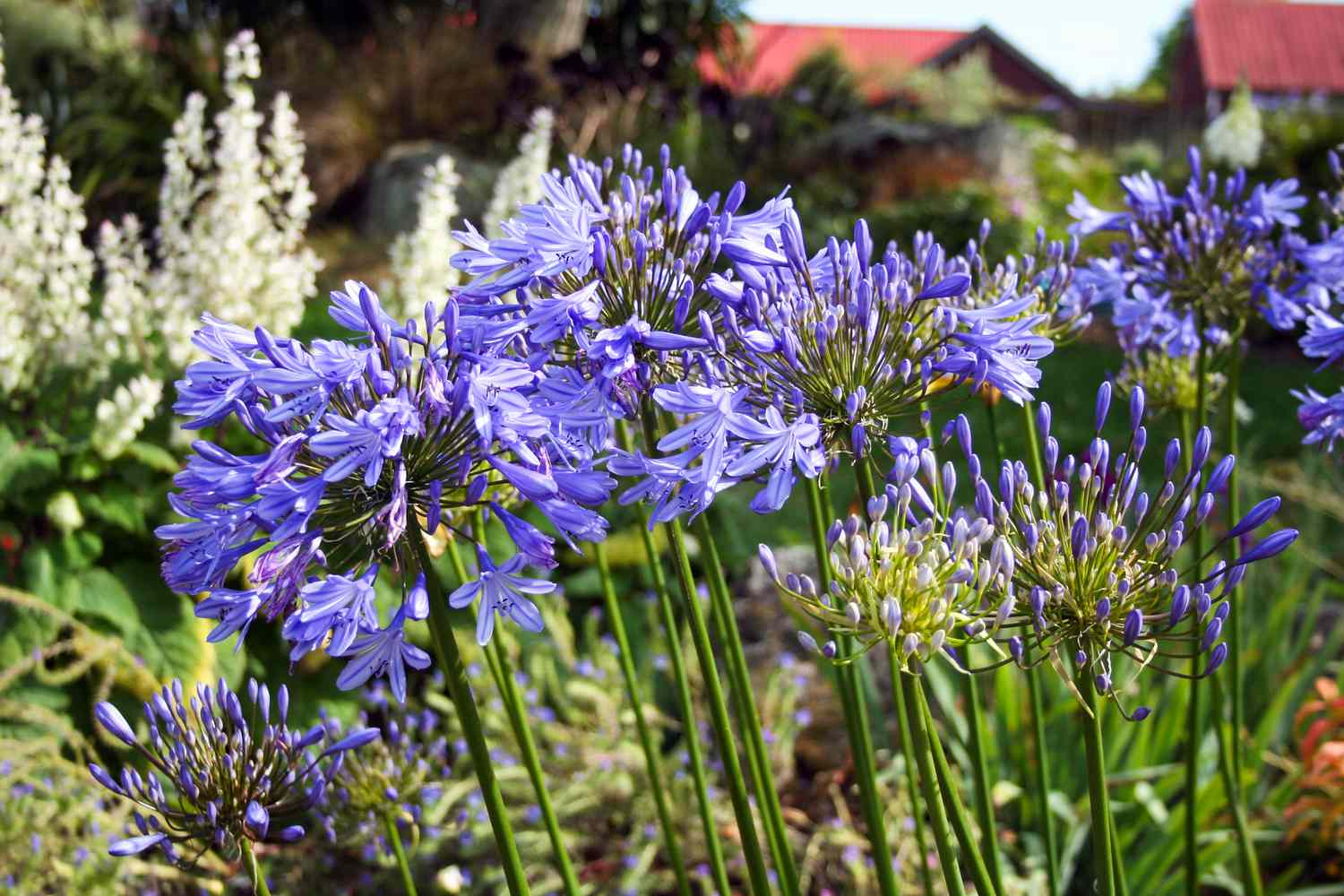 Agapanthus flowers