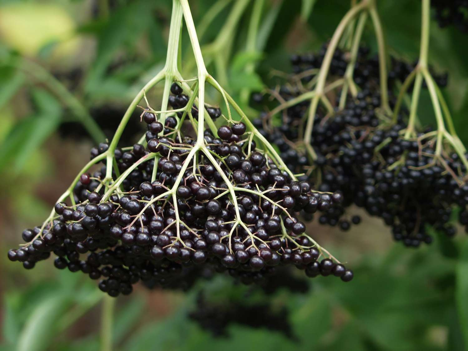 Elderberries on a branch