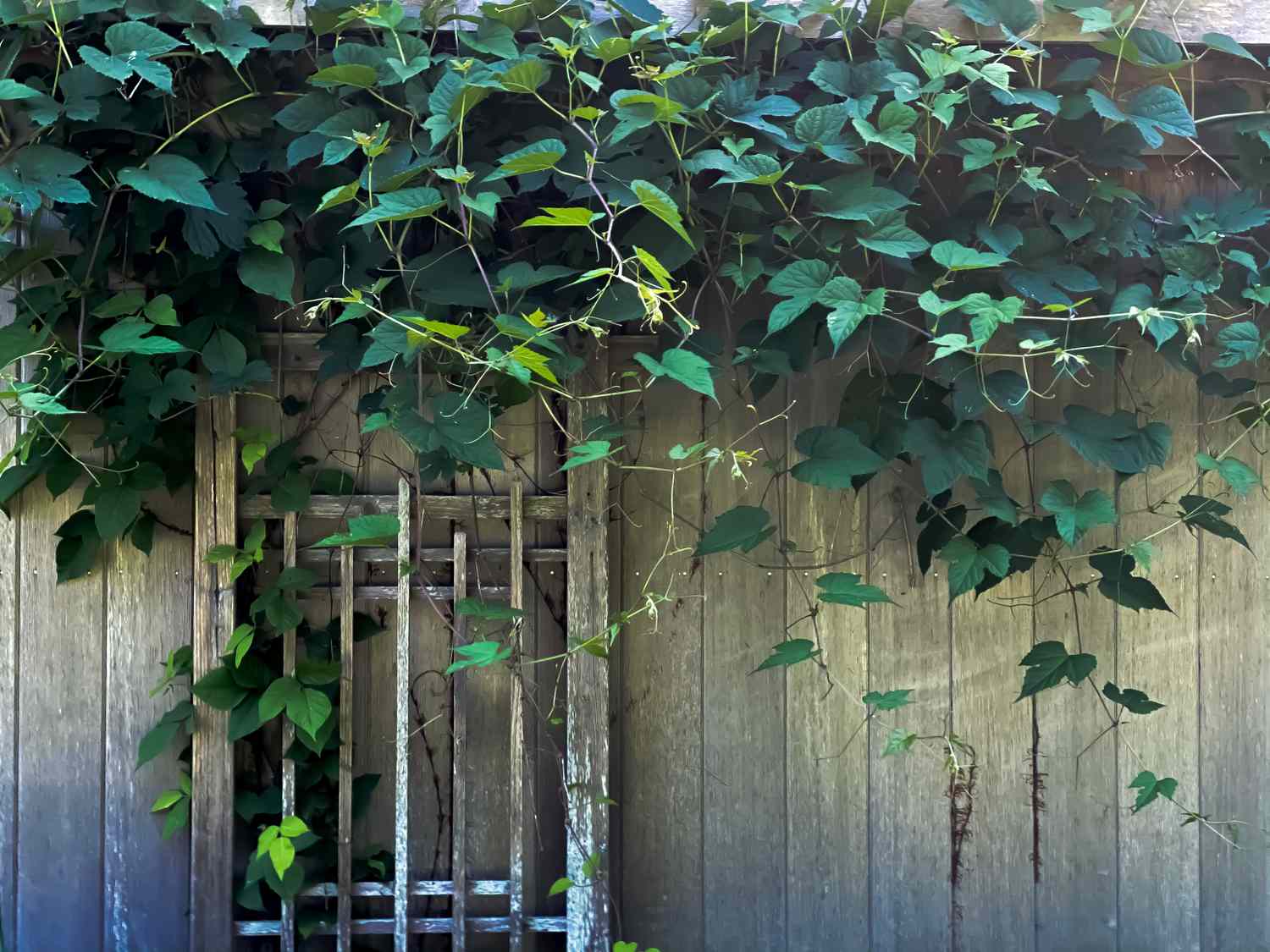 classic wooden garden trellis covered in climbing ivy plant