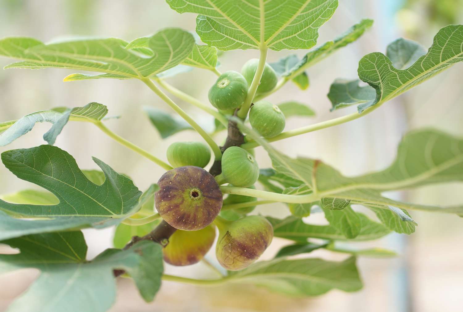 A fig tree branch with green and ripe figs surrounded by foliage