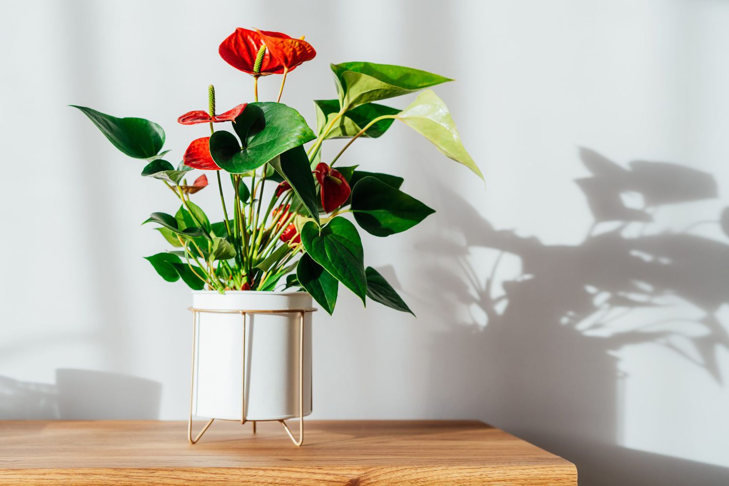 Anthurium in white pot on table