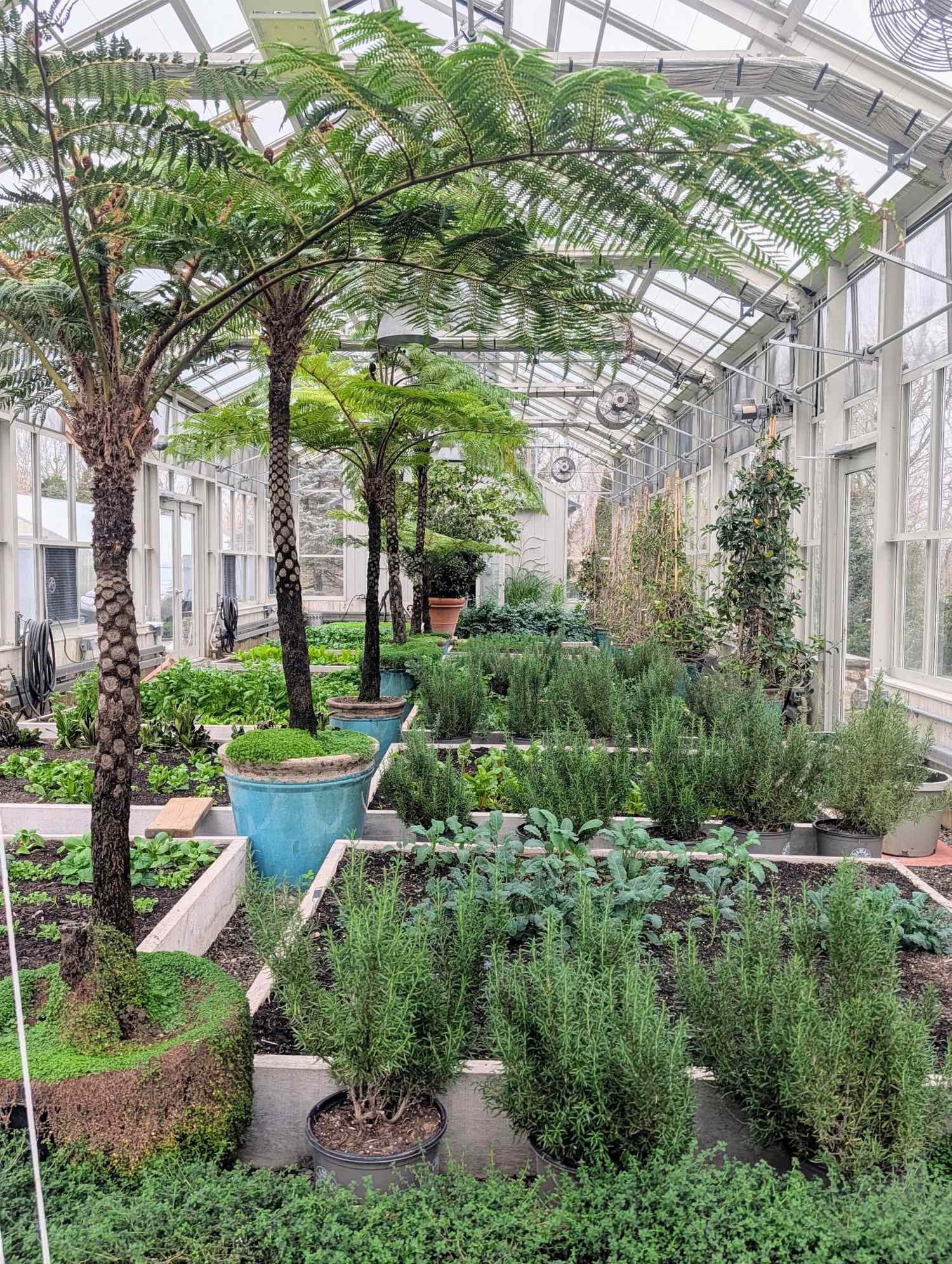 Interior of a greenhouse with various plants and trees in pots and beds along the walkway