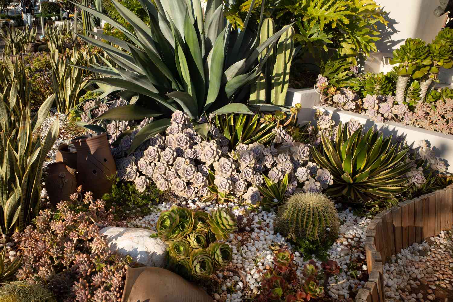 succulent garden
