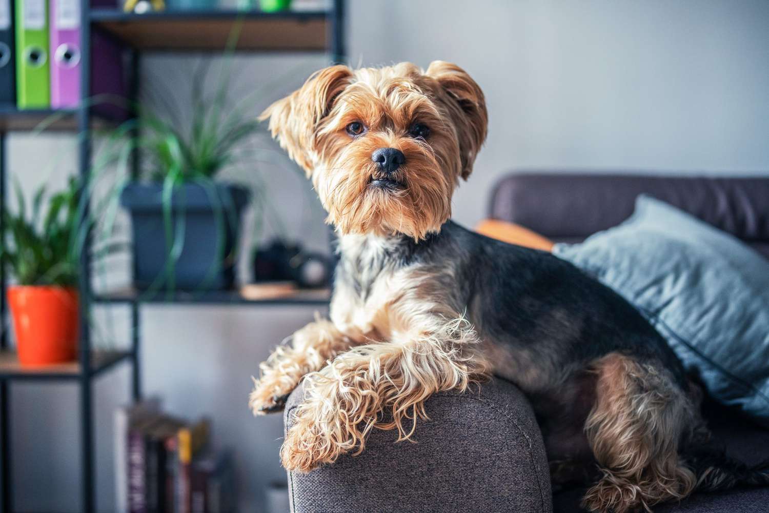 Yorkshire terrier dog on the sofa
