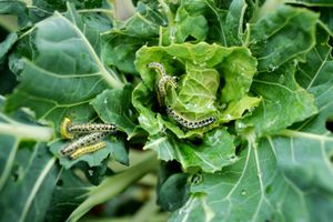 Caterpillars on green leafy plant feeding on the leaves
