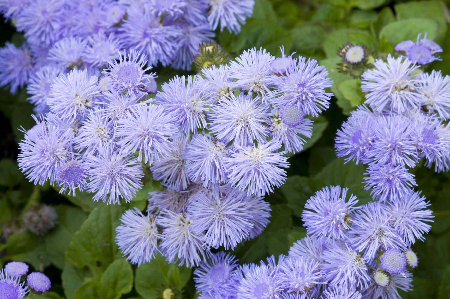 Close-up of a bed of Ageratum blue flowers