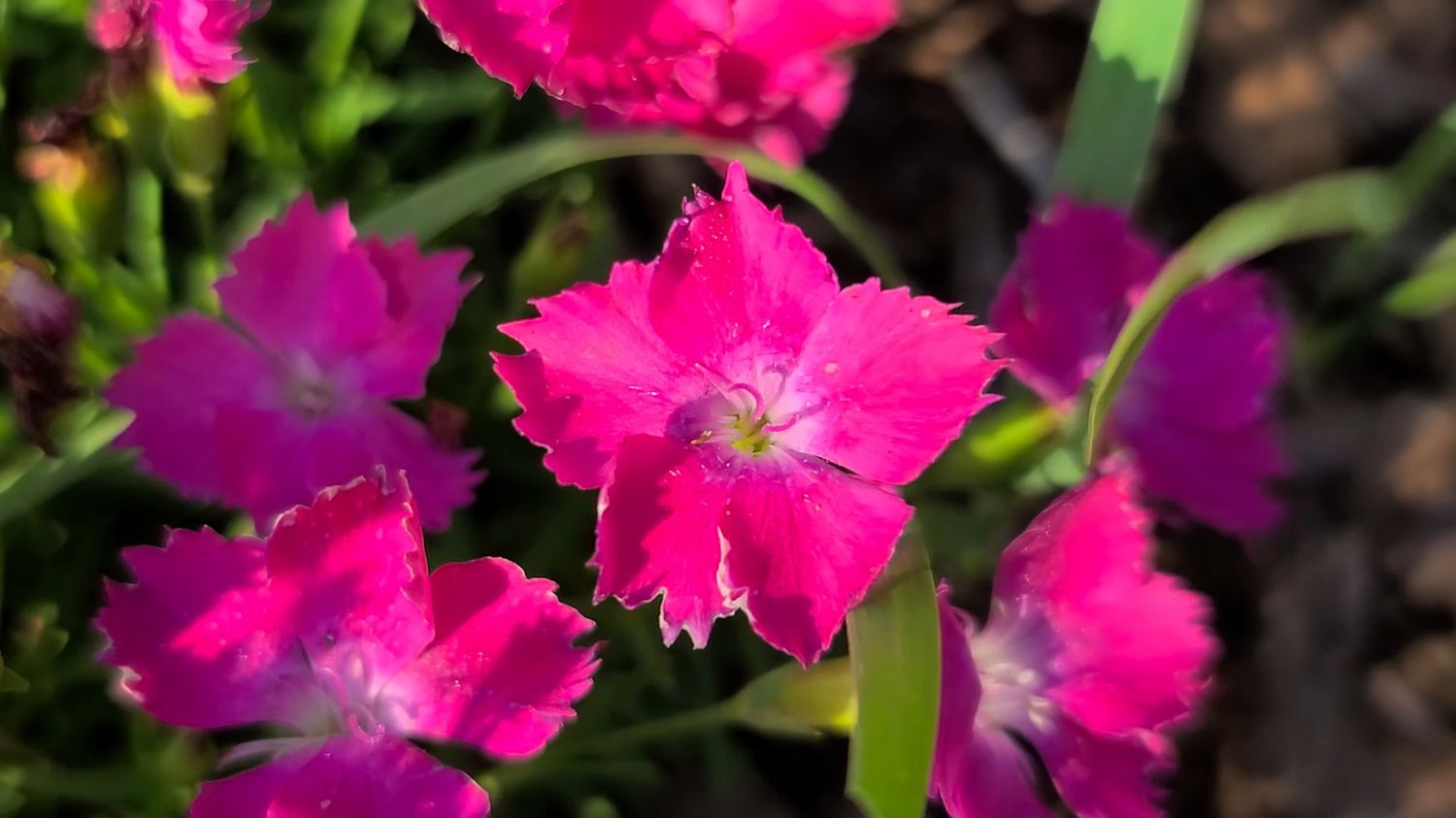 Several bright flowers in a natural setting, close-up view