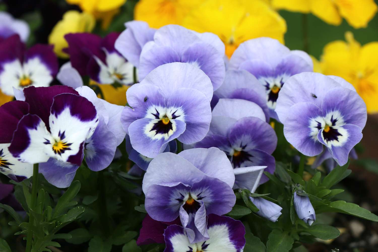 A beautfiul blue and white pansy with green leaves and other flowers