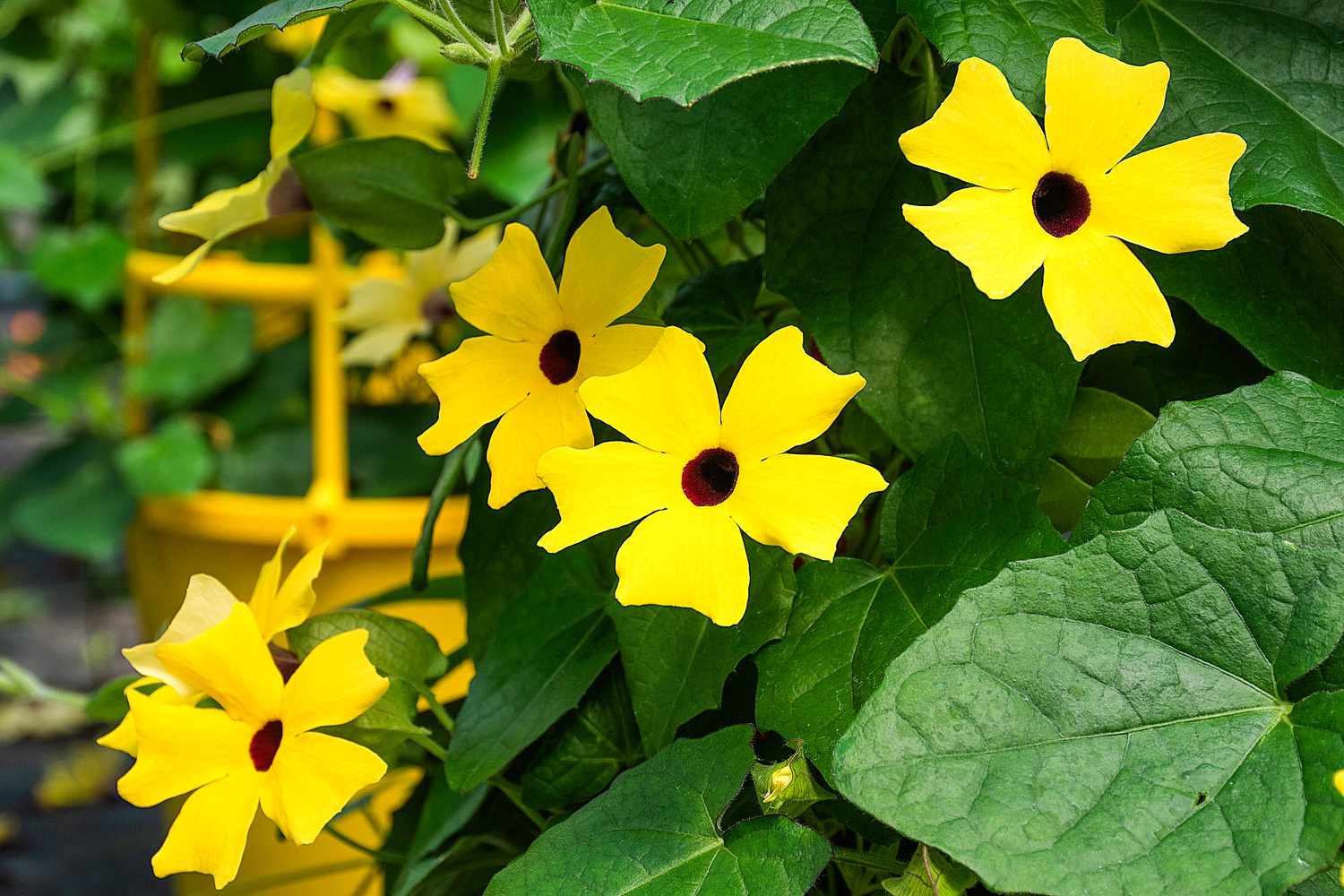 Black eyed susan vine