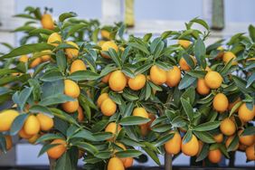 Kumquat branches with fruit and leaves