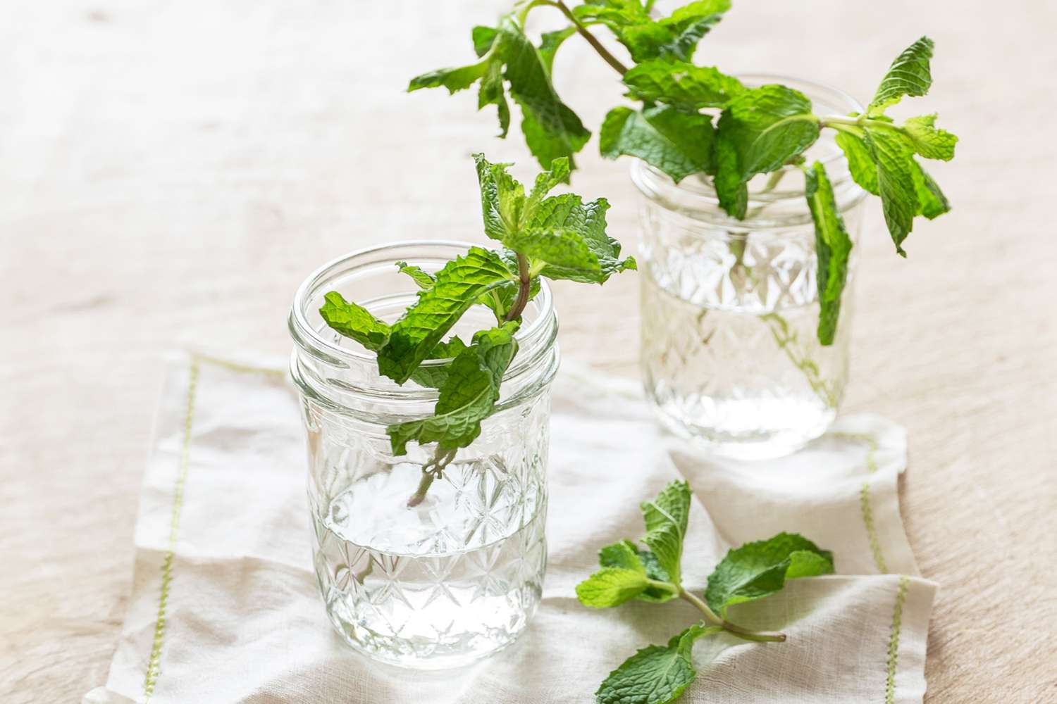 Mint stalks in jars of water