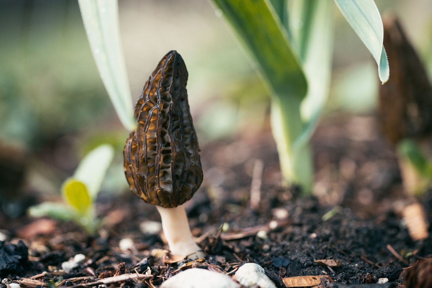 A true morel mushroom, a delicious edible fungi. Found in Washington state, USA.
