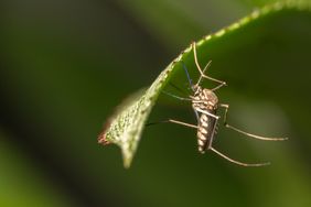 A mosquito resting on the edge of a green leaf