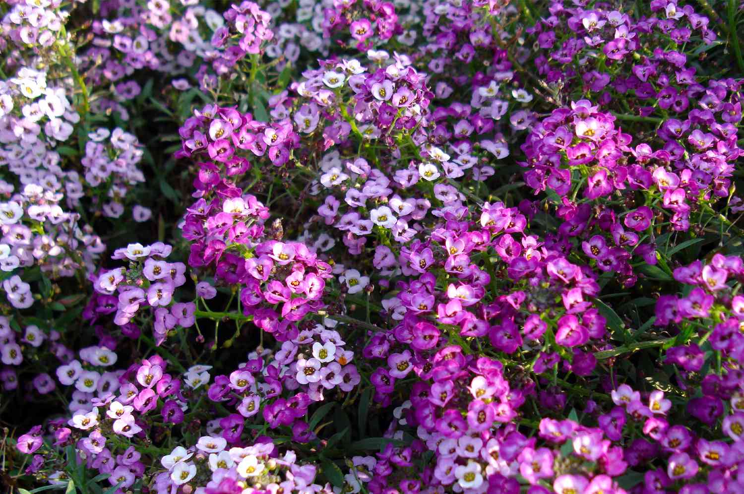Alyssum