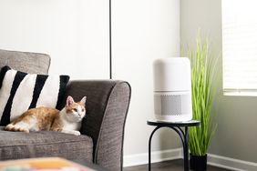 A cat lying on a couch next to a round air purifier on a small table and a tall plant in a room corner