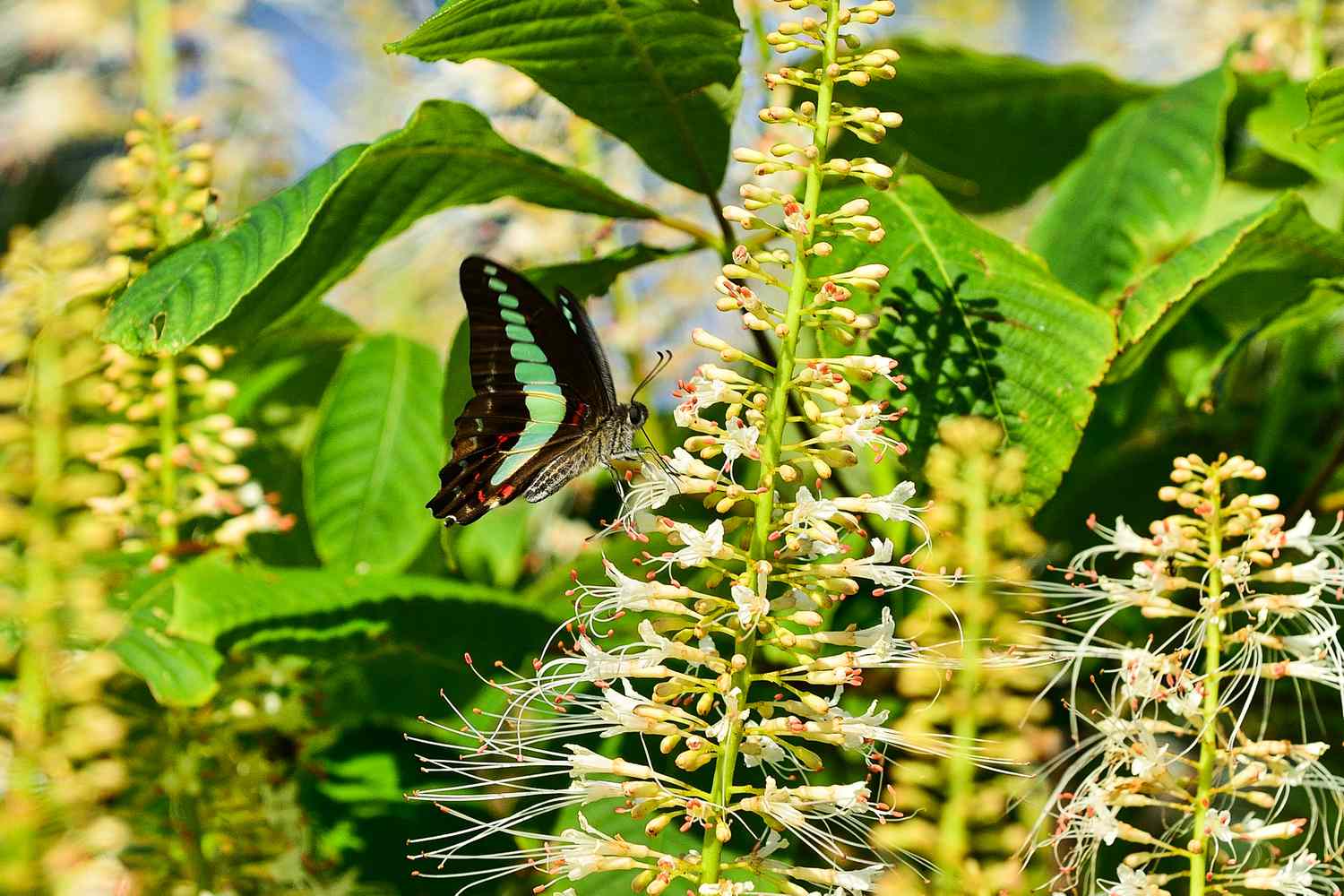 butterfly on bottlebrush buckeye 