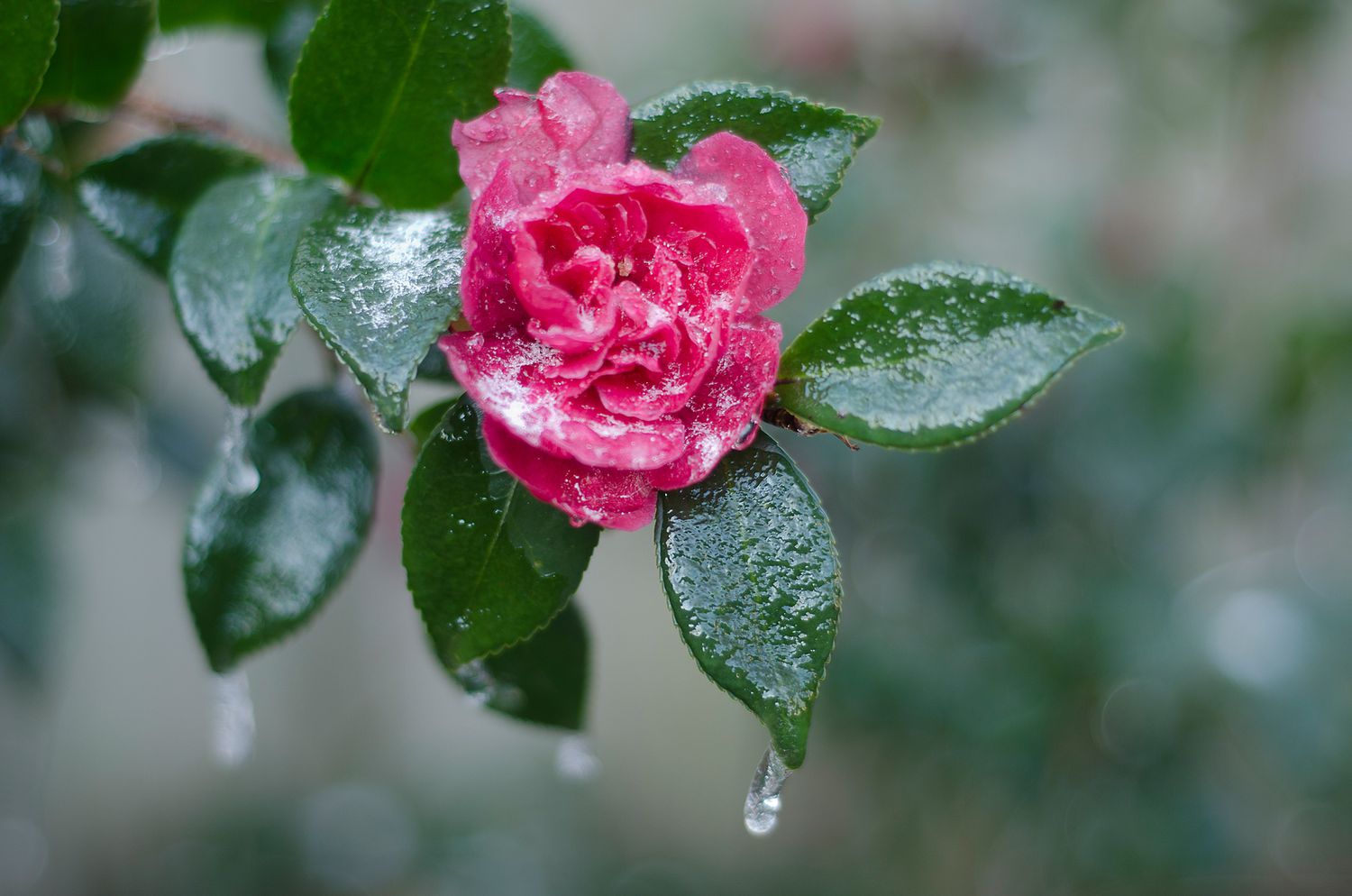ice-covered pink camellia flower