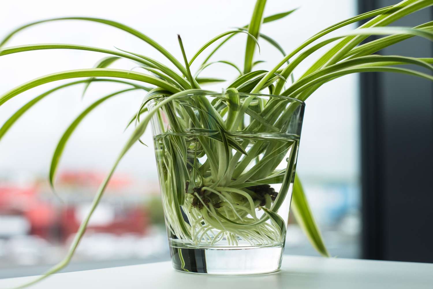 spider plant roots in water