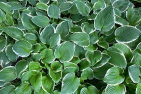 Green Hosta leaves. 