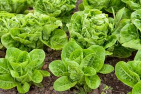 Lettuce plant