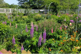decorvow's flower cutting garden. 