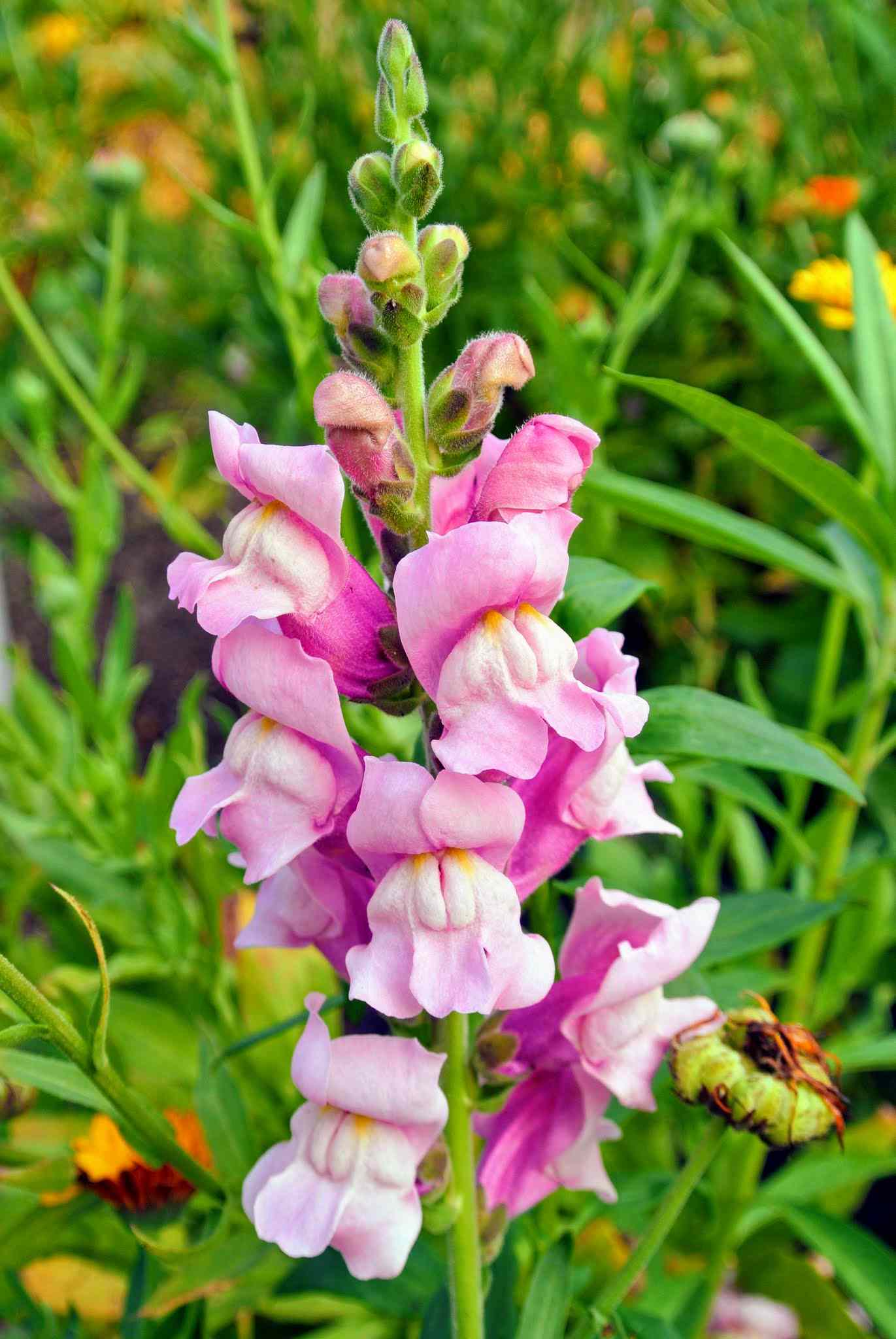 Pink Snapdragon
