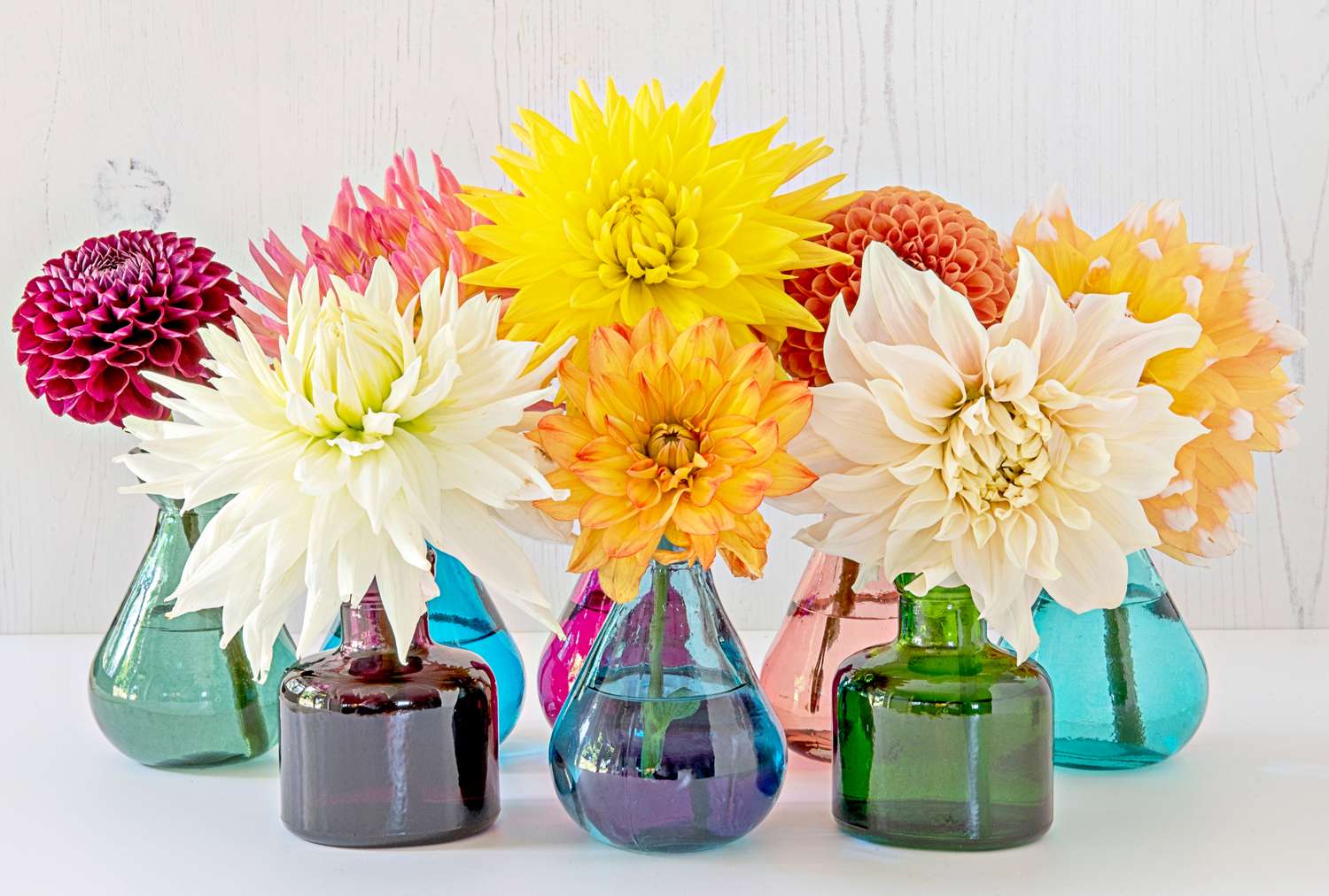 A collection of dahlias arranged in small glass vases on a white surface