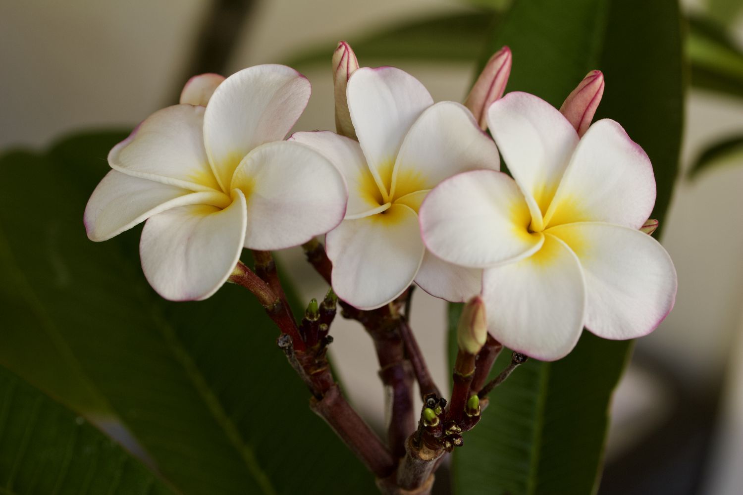 Close-up view of rainbow plumeria