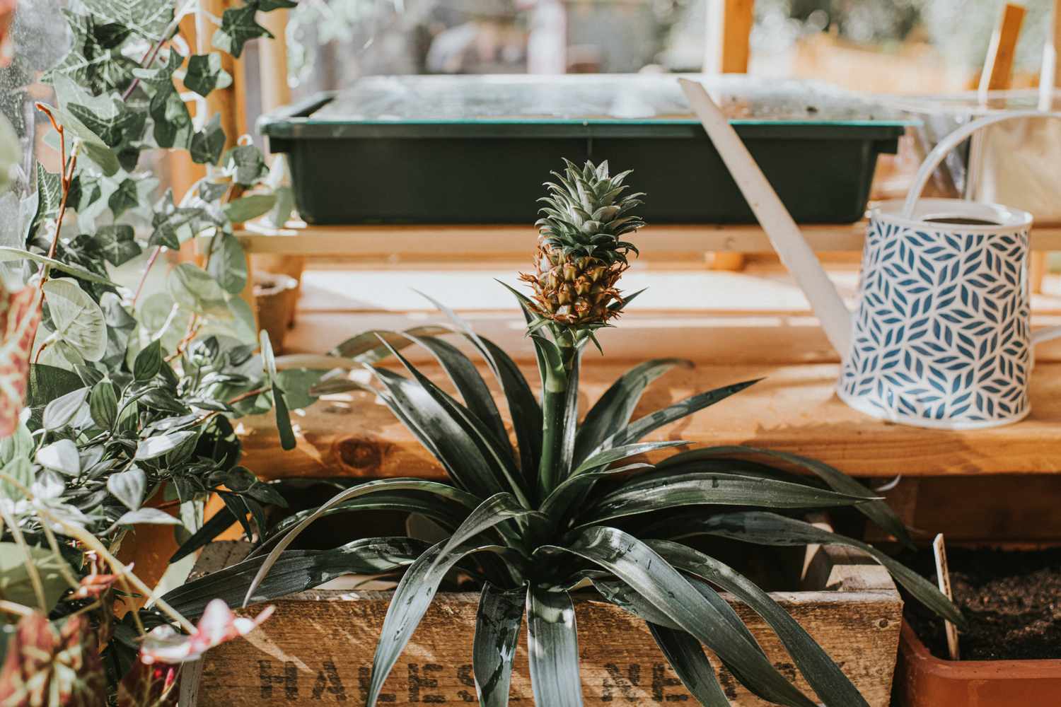 A small pineapple plant in a wooden planter surrounded by gardening equipment and green foliage