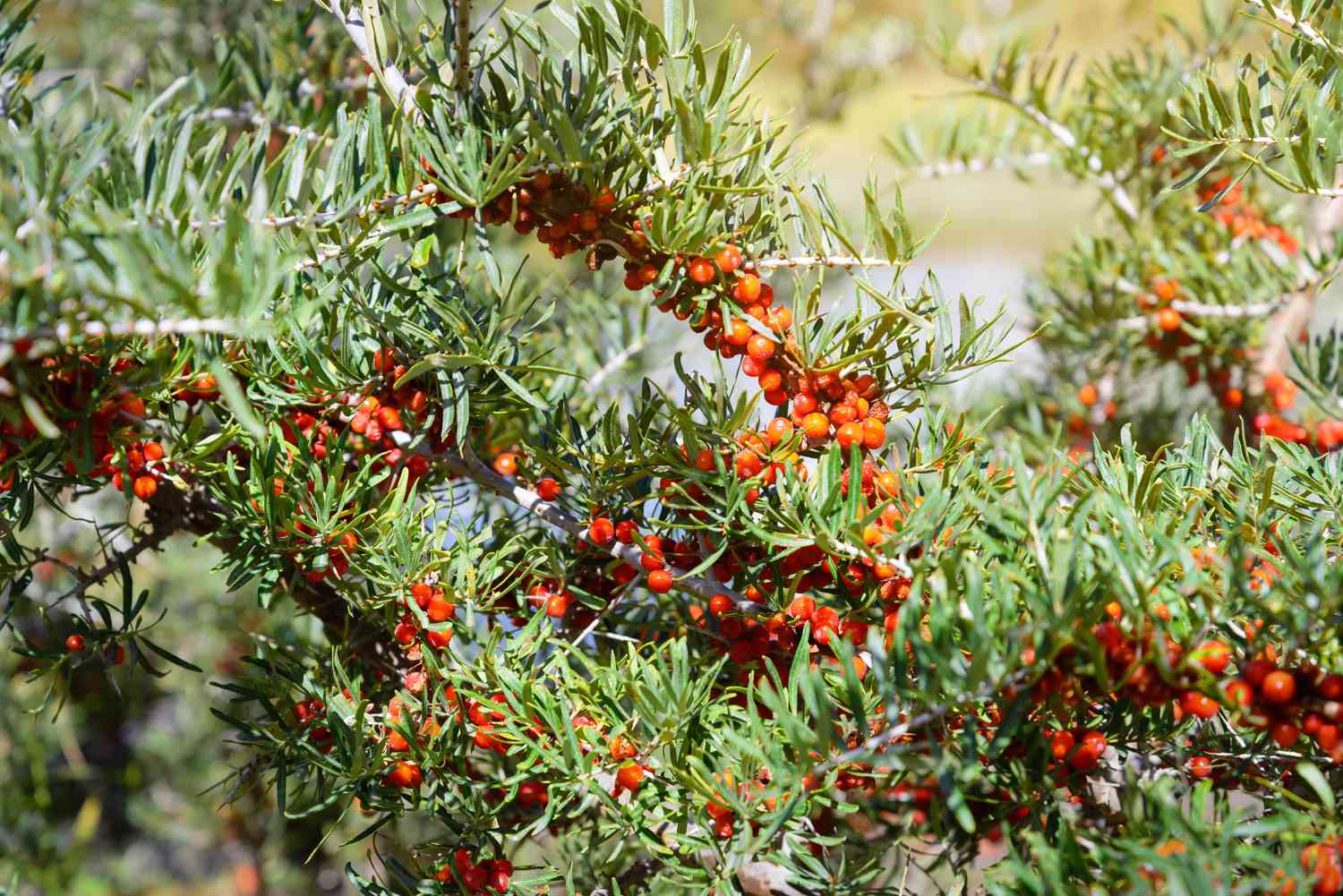 Close up view of sea buckthorn.