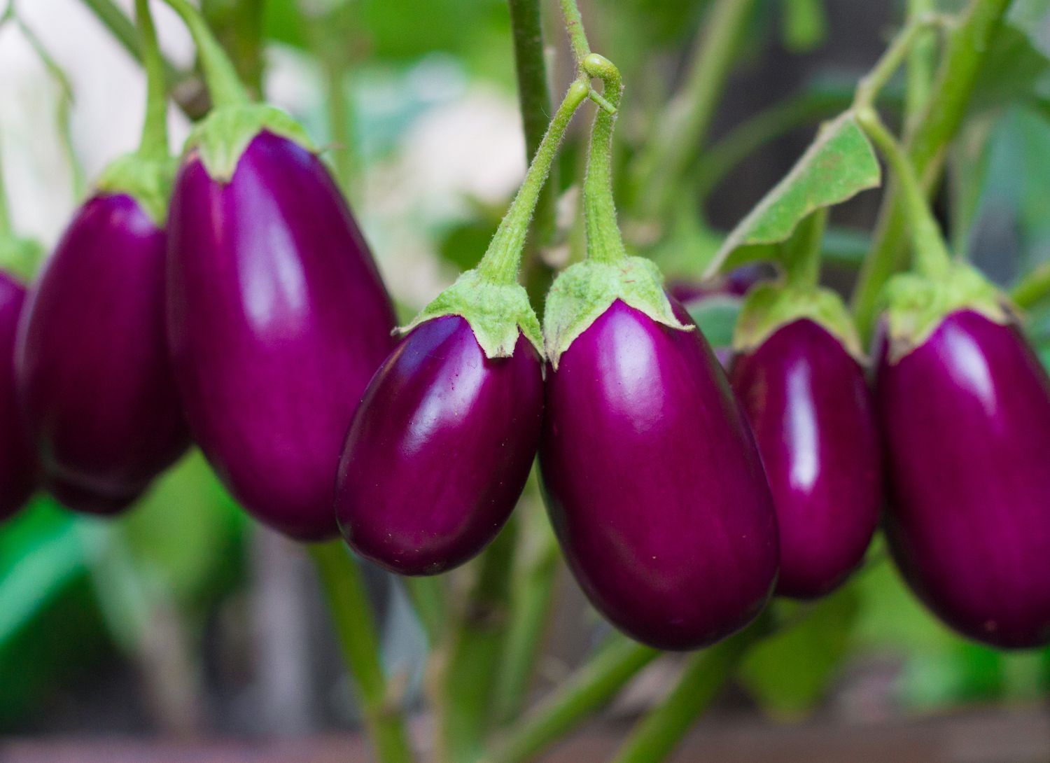 multiple eggplants in a garden
