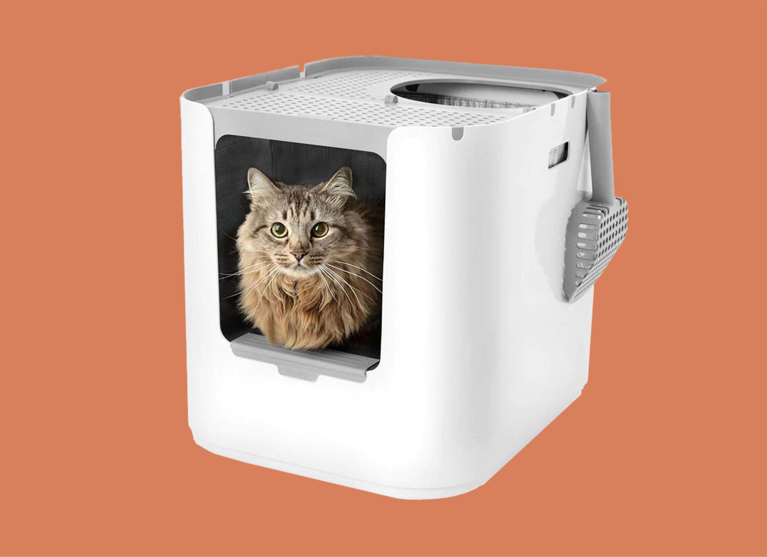 white litter box with a cat in it on an orange background