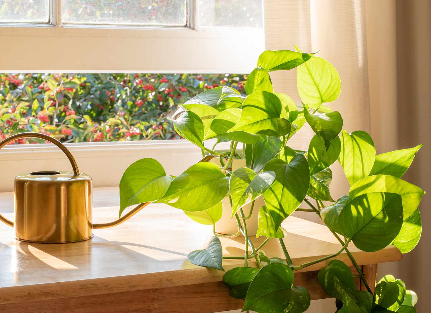 golden pothos plant on a table near a window